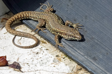 Gros plan sur un lézard des murailles