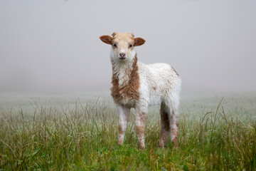 Cute newborn lamb on the dike in the Netherlands