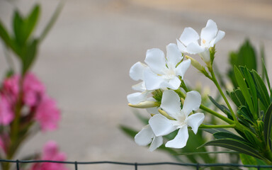 close up of white oleander flowers in bloom 3