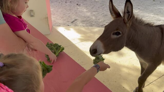 Kids feeding farm animals. Children feeding a donkey