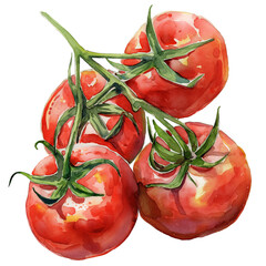 Tomato (Solanum lycopersicum) Watercolor illustration