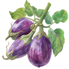 Eggplant (Solanum melongena) Watercolor illustration