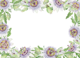 Obraz premium Passion flower watercolor horizontal rectangular isolated frame. Purple and green hand painted Passiflora floral illustration with flower and bud for card and invitation template.