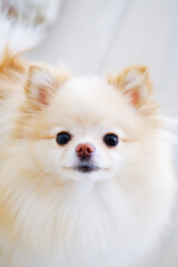 Obraz premium Small White Dog Sitting on White Couch