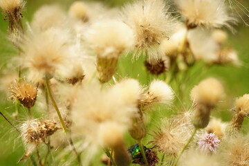 Purple thistle plant grows in sunny summer garden