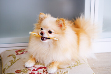 Small Dog Holding Toothbrush in Mouth