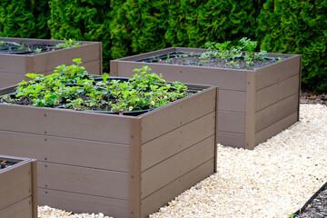 Wooden Planters Filled With Plants