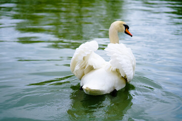 White Swan Floating on Water