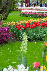 Keukenhof park of flowers and tulips in the Netherlands. Beautiful outdoor scenery in Holland