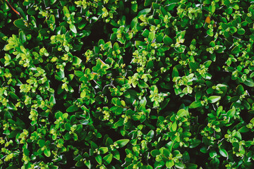 Close Up of Green Leafed Bush