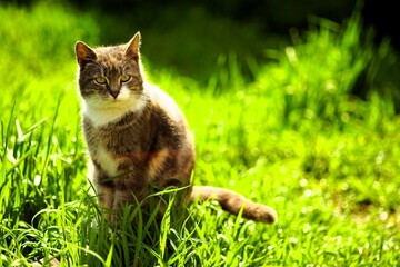 A tortoiseshell pregnant cat sits in a sunny spring garden