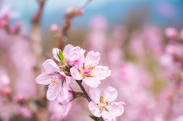 Fototapeta na wymiar 春に咲く桃の花