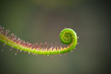 Naklejka premium Drosera capensis, or Cape sundew, carnivorous plant, macro view. This plant produces strap-like leaves covered in brightly coloured tentacles which secrete a sticky mucilage that traps arthropods.