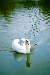 White Swan Floating on Water