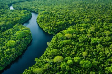 A tropical forest with a river running through it