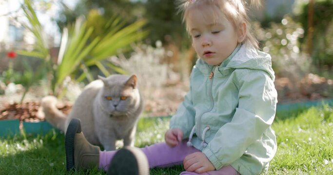 Child girl in spring backyard garden and feeding furry gray cat