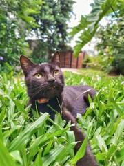 cat on the grass
