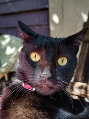 black portrait