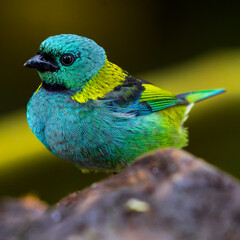 Saíra-sete-cores / Saíra-de-bando
Green-headed Tanager
Ave endêmica da Mata Atlântica