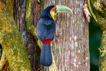 Tucano-de-bico-verde/Rede-breasted Toucan