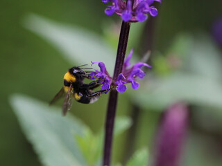 A Bumblebee collects nectar from a flower
