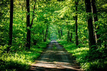Dirt road winding through dense forest with lush green foliage and tall trees