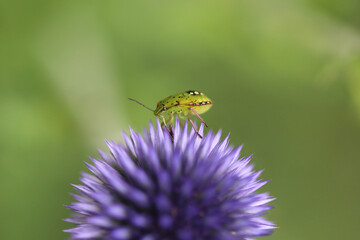 Green bug on purple flower