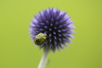 Green bug on purple flower