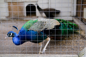 Blue and Green Bird Standing in Cage