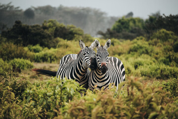 A pair of zebras in Mount Longonot National Park in Kenya