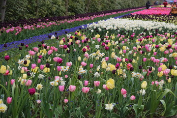 The beautiful tulips of Keukenhof Gardens, Amsterdam