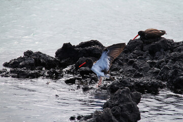 American Oystercatcher on rocks at Galapagos Islands