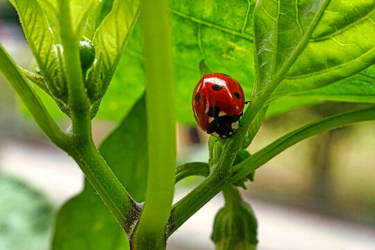 Fotografia macro di coccinella rossa sul fusto di una piantina