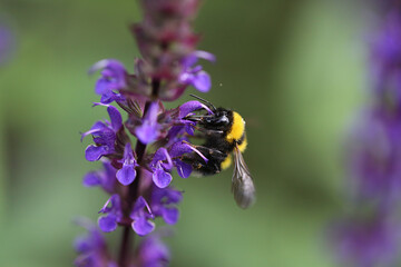 A Bumblebee collects nectar from a flower