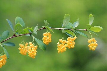Yellow flowers on the branches of Berberis vulgaris in the forest in spring on a blurred background