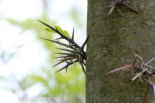 Thorns on the trunk of the Gleditsia triacanthos tree on a blurred background