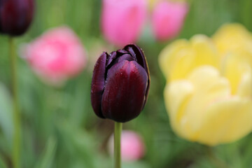 Beautiful tulip from Keukenhof Gardens, Amsterdam