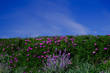 Springtime Bloom with Wildflowers Against a Blue Sky