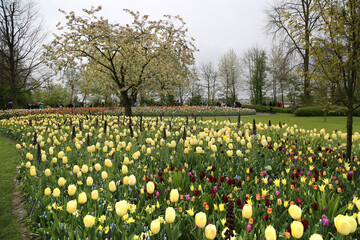 The beautiful tulips of Keukenhof Gardens, Amsterdam