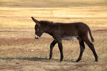 Baby Donkey on the Move