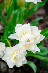 Group of White Daffodil Flowers in a Garden