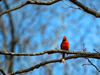 red cardinal on branch