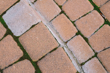 Close Up of Bird on Brick Walkway