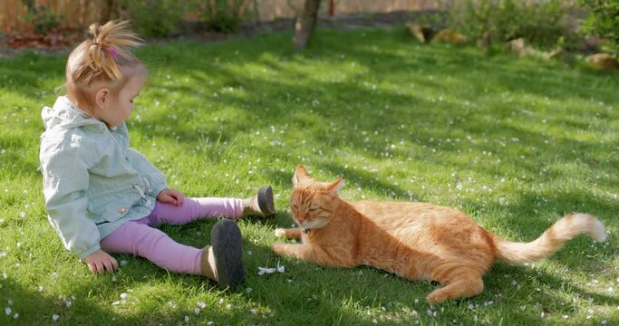 Child girl playing with ginger cat in spring backyard garden. Cute girl feeding her cat