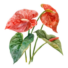 Watercolor Graphic vector of a anthurium, isolated on a white background, anthurium art, anthurium clipart, anthurium Graphic, drawing clipart, anthurium vector, anthurium painting.