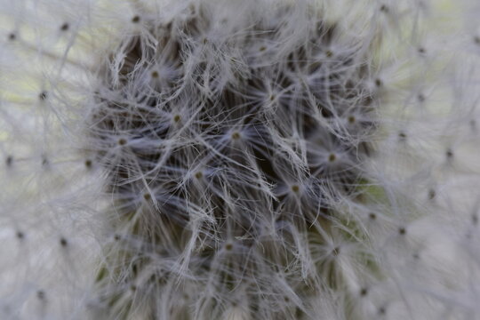 Fototapeta dmuchawiec