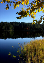 Peaceful pond with ducks and trees