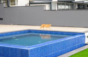 Shorthair red tabby cat, with orange eyes, walking near the swimming pool in the hotel. The concept of love for domestic animals veterinary clinics, sites about cats, for cat food. 3