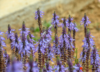 Beautiful decorative purple flowers are called Coleus Canina. Close-up. 3