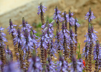 Beautiful decorative purple flowers are called Coleus Canina. Close-up. 2
